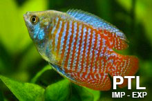 Anabantidae_Labirintidi_vendita_ingrosso