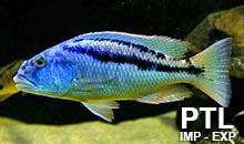 Aristochromis_MALAWI6