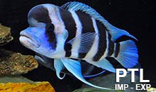 Cyphotilapia_TANGANICA3