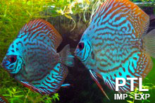 DISCUS_DA_MONDO_VENDITA_INGROSSO63
