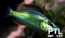 Dimidiochromis_MALAWI8
