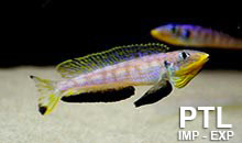 Enantiopus_TANGANICA2