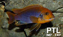 Iodotropheus_MALAWI6