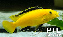 Labidochromis_MALAWI2