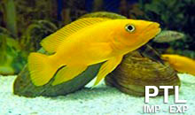 Lamprologus_TANGANICA2