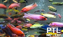 Malawi_Ciclidi_Africani_Mix_MALAWI5