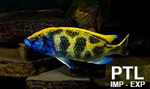 Nimbochromis_MALAWI8