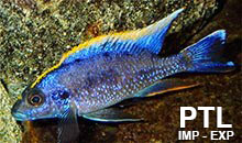 Otopharynx_MALAWI