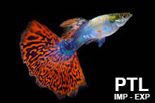 POECILIA_GUPPY_XIFO_PLATY_VENDITA_INGROSSO