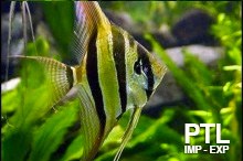 PT_SCALARE_ANGEL_FISH_VENDITA_INGROSSO891
