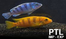Pseudotropheus_MALAWI