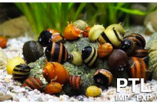 Snails_Lumache-acquario-vendita_ingrosso
