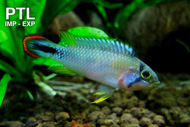 1153