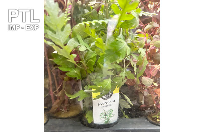 PB20127-POT-PB-HYGROPHYLA-SP