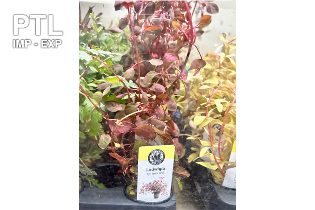 PB20681_-POT-PB-LUDWIGIA-RED