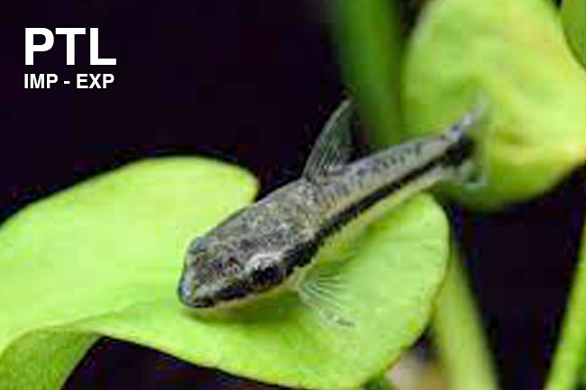 PTL6934_OTOCINCLUS-ARNOLDI