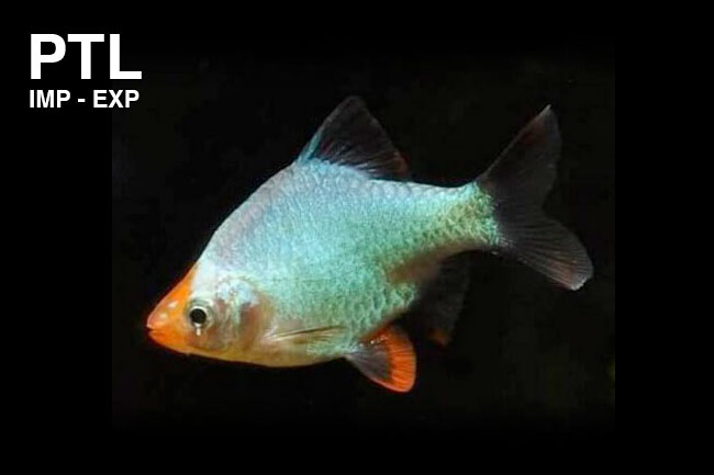 PTL69496L_BARBUS_TETRAZONA_PLATINUM-7
