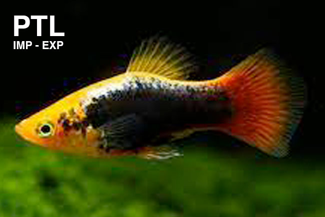 PTL69656L_--XIPHOPHORUS-MACULATUS-PLATY-SUNSET-TUXEDO