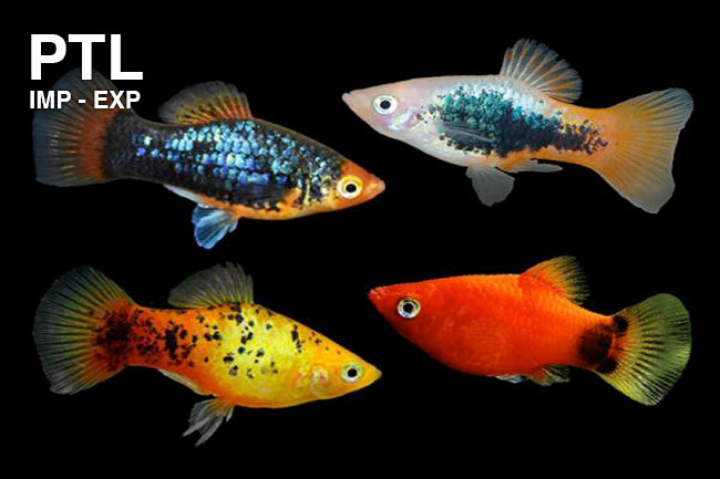 PTL70130_X.-MACUL.-PLATY-ISRAEL-ASSORTED